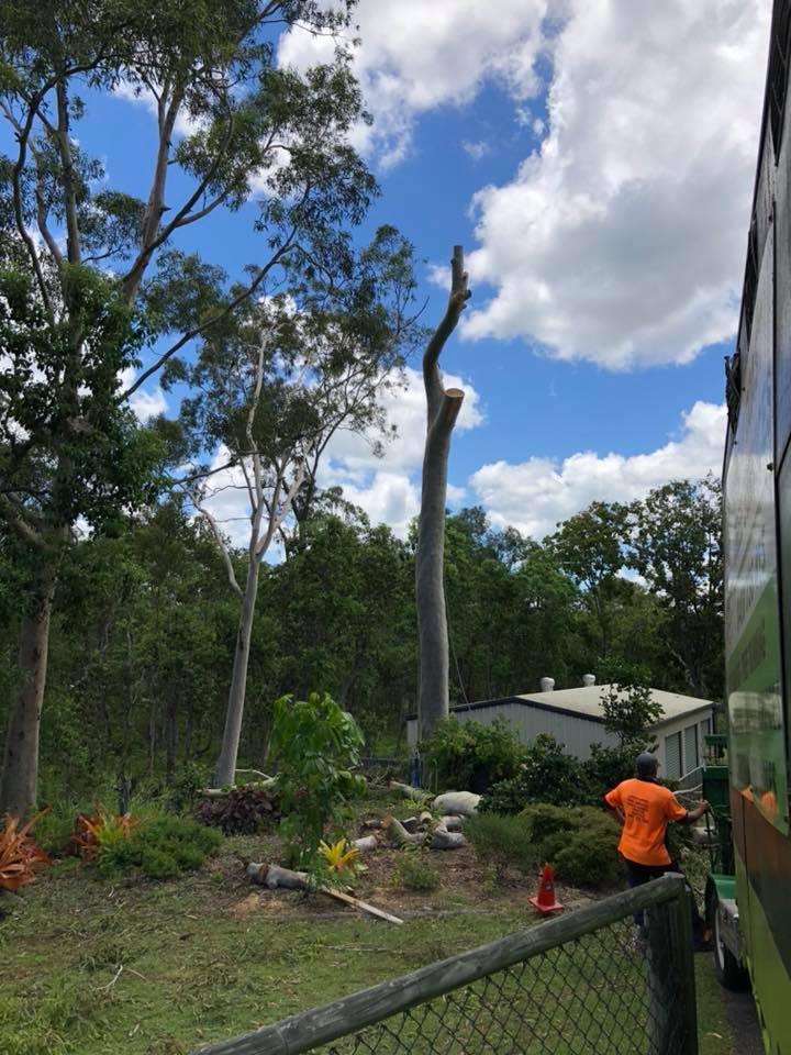 Cutting Of Tree Trunk — Arborist in Yeppoon, QLD Cutting Of Tree Trunk — Arborist in Yeppoon, QLD
