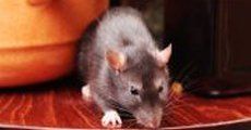 rat