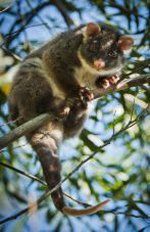 View of an animal sleeping on a branch