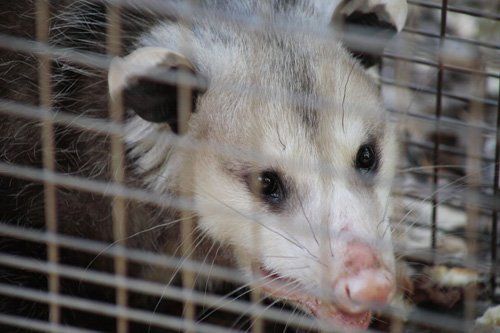 View of a pest in a cage