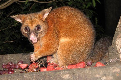 Possums