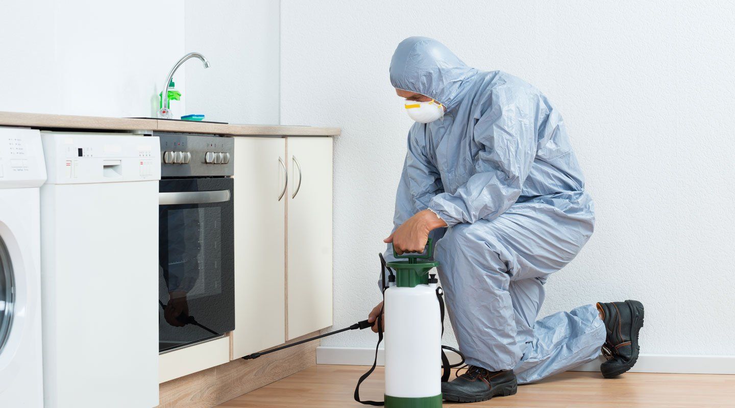 Pest control being conducted in kitchen