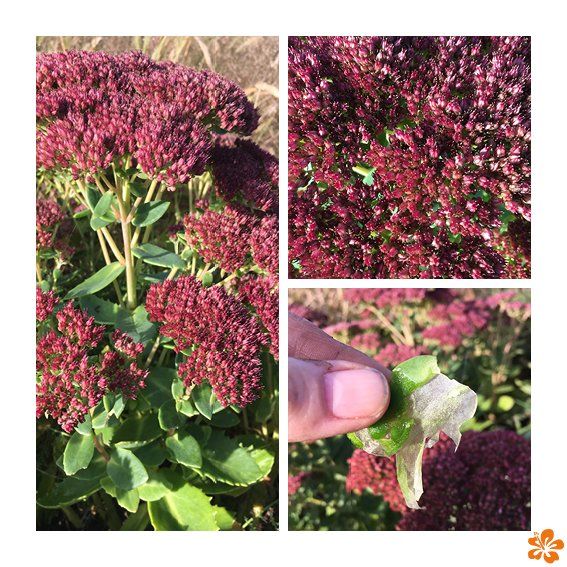 Hemelsleutel of Sedum Hemelsleutel, de Nederlandse Aloë vera