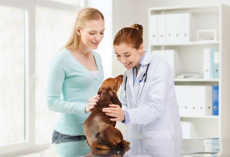 Veterinarian examining a dog Veterinarian examining a dog