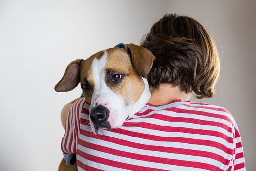 Veterinarian examining a dog Veterinarian examining a dog