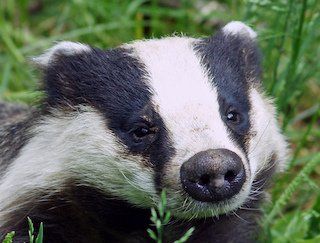 Badger Sett Monitoring by Solway Ecology Langholm