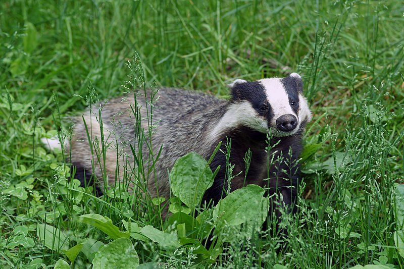 Badger Badger sett monitoring by Solway Ecology , Langhold, Dumfries and Galloway