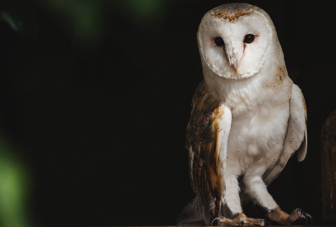 Barn Owl Solway Ecology , Langhold, Dumfries and Galloway