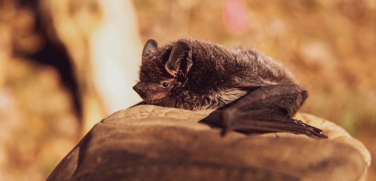 Bat Surveys Solway Ecology , Langhold, Dumfries and Galloway