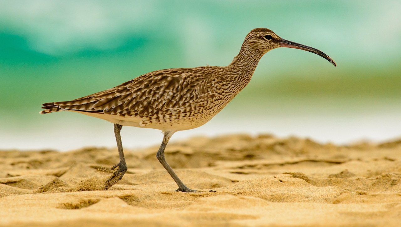 Curlew Curlew Solway Ecology , Langhold, Dumfries and Galloway