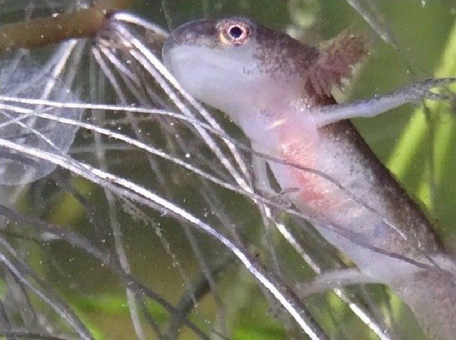 Solway Ecology Langholm are licensed for great crested newts and natterjack toad
