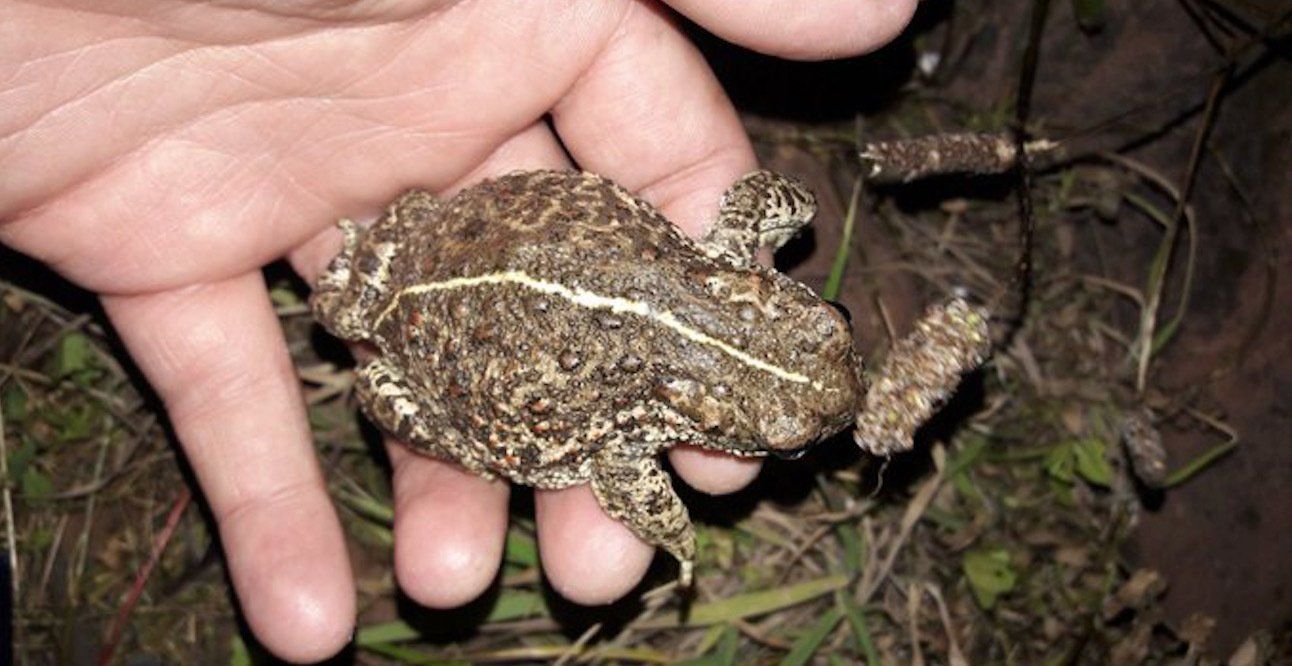 Natterjack Toad Natterjack Surveys Solway Ecology , Langhold, Dumfries and Galloway