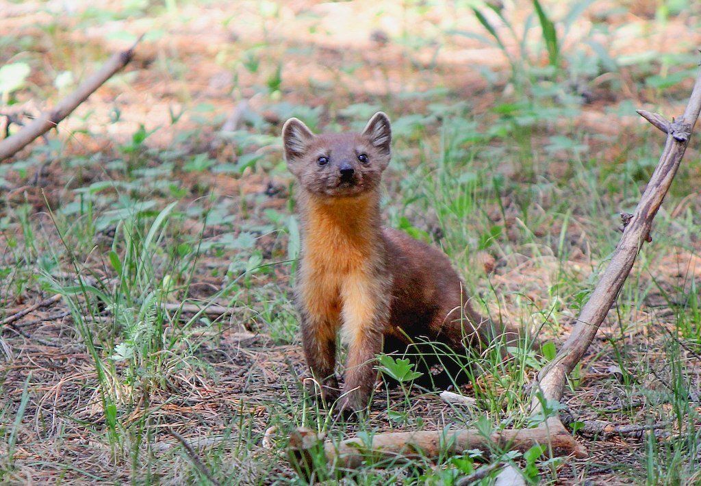 Pine Marten Solway Ecology , Langhold, Dumfries and Galloway