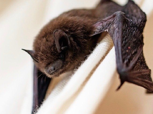 Bat surveys by Solway Ecology