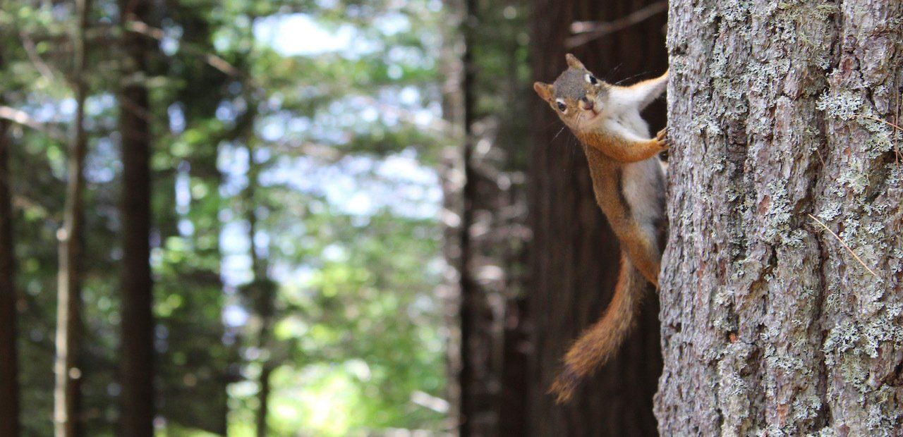 Red Squirrel monitoring by Solway Ecology , Langhold, Dumfries and Galloway