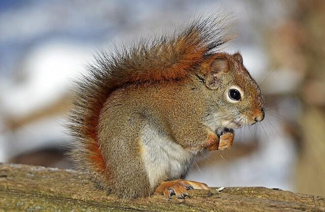 Red Squirrel Surveys by Solway Ecology Langholm