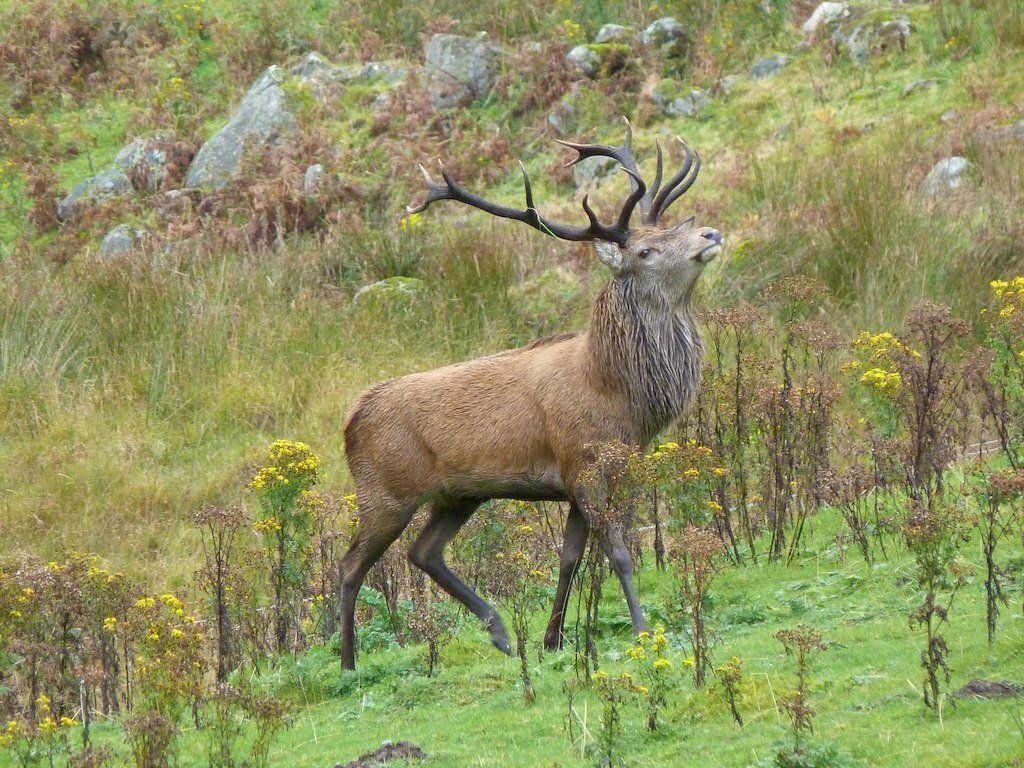 Stag Rural Development and land use, Solway Ecology , Langhold, Dumfries and Galloway