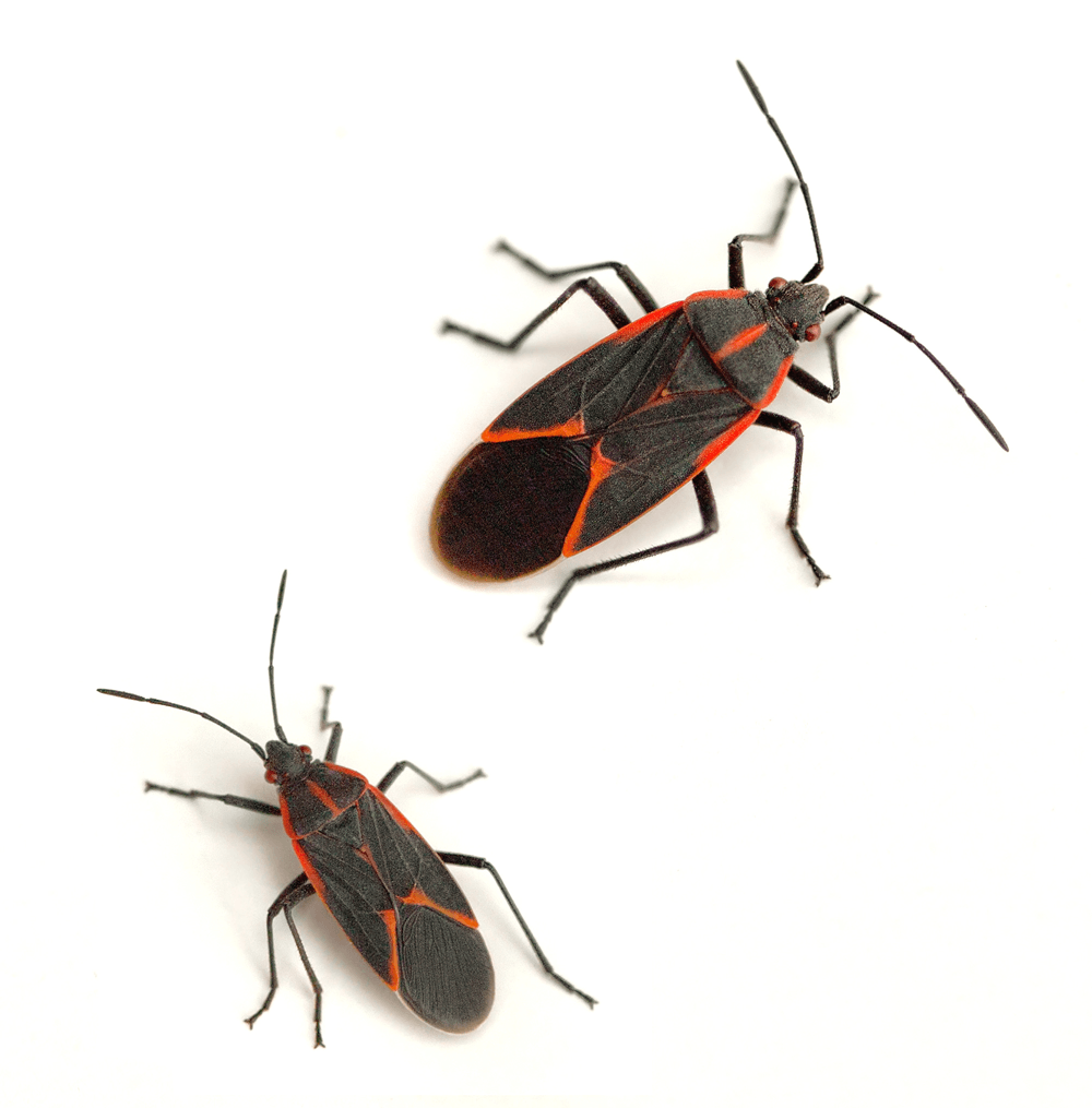 Get-Rid-Of-Bugs-Georgetown