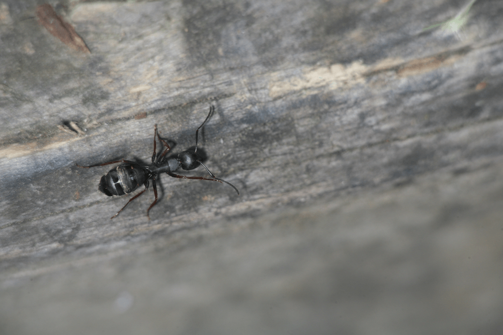 Get-Rid-Of-Carpenter-Ants-Seaford