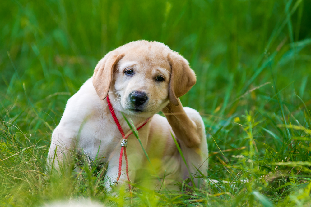 Get-Rid-Of-Fleas-Georgetown