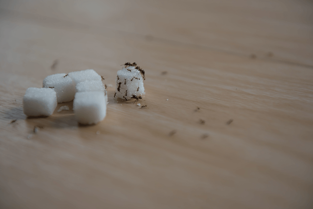 Ant-Control-Delaware