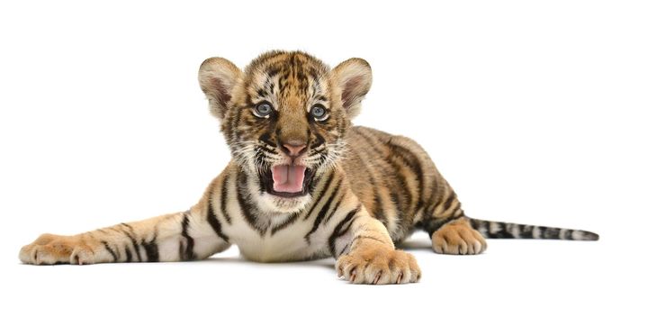 Tiger Team Events Corporate events near me