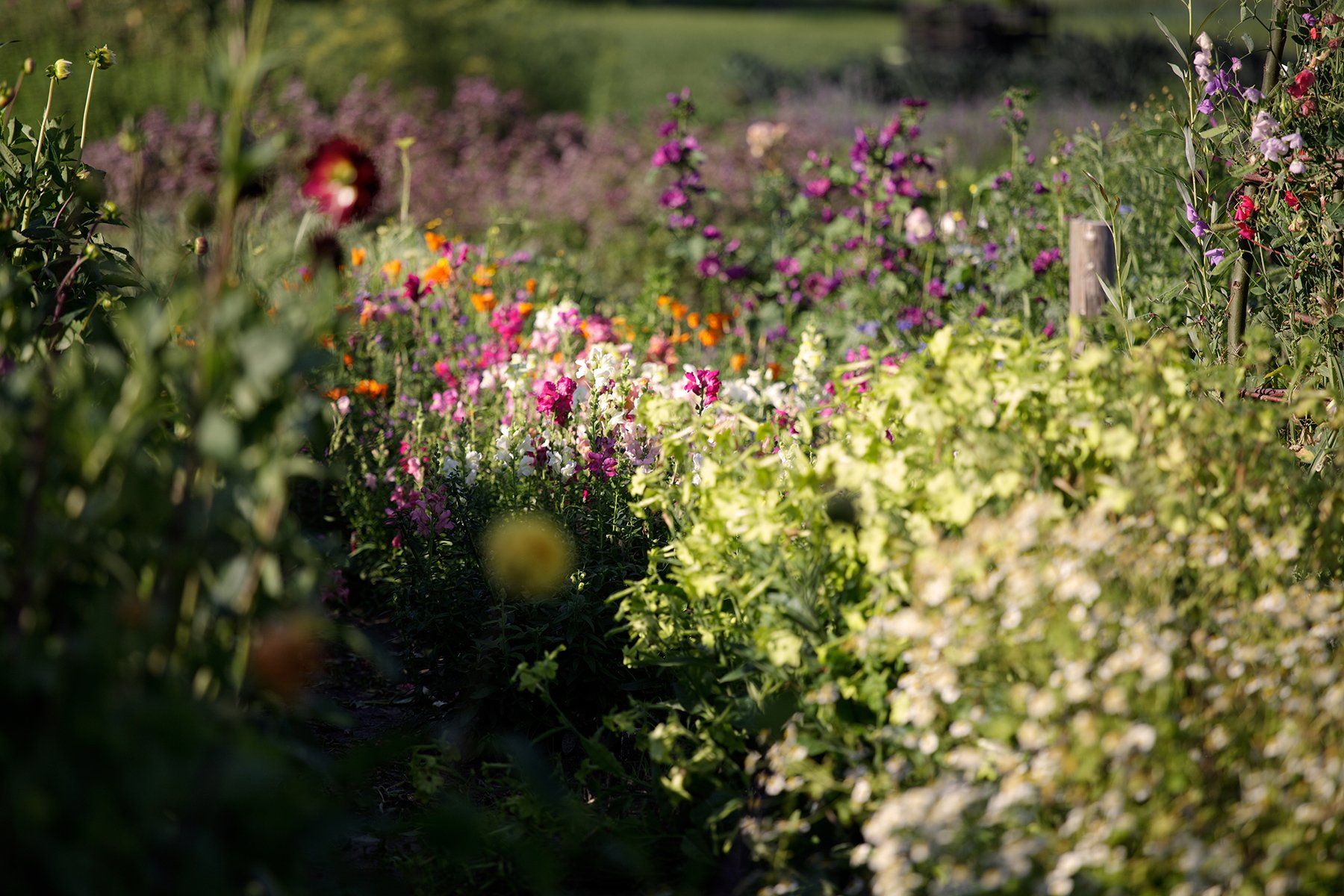 Kleurrijke bloementuin in zonlicht; verschillende bloemkleuren en texturen.
