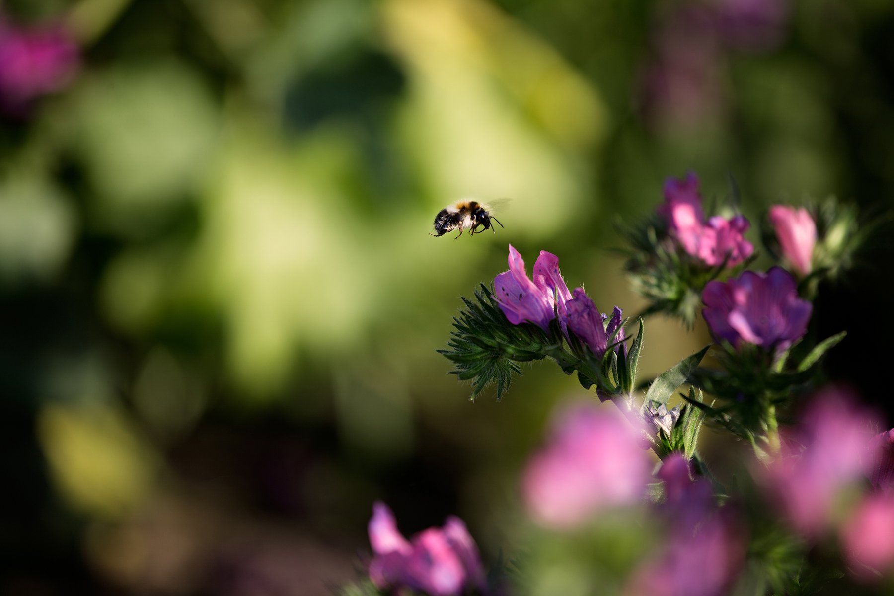 Een bij vliegt richting paarse en roze wilde bloemen, tegen een wazige groene achtergrond.