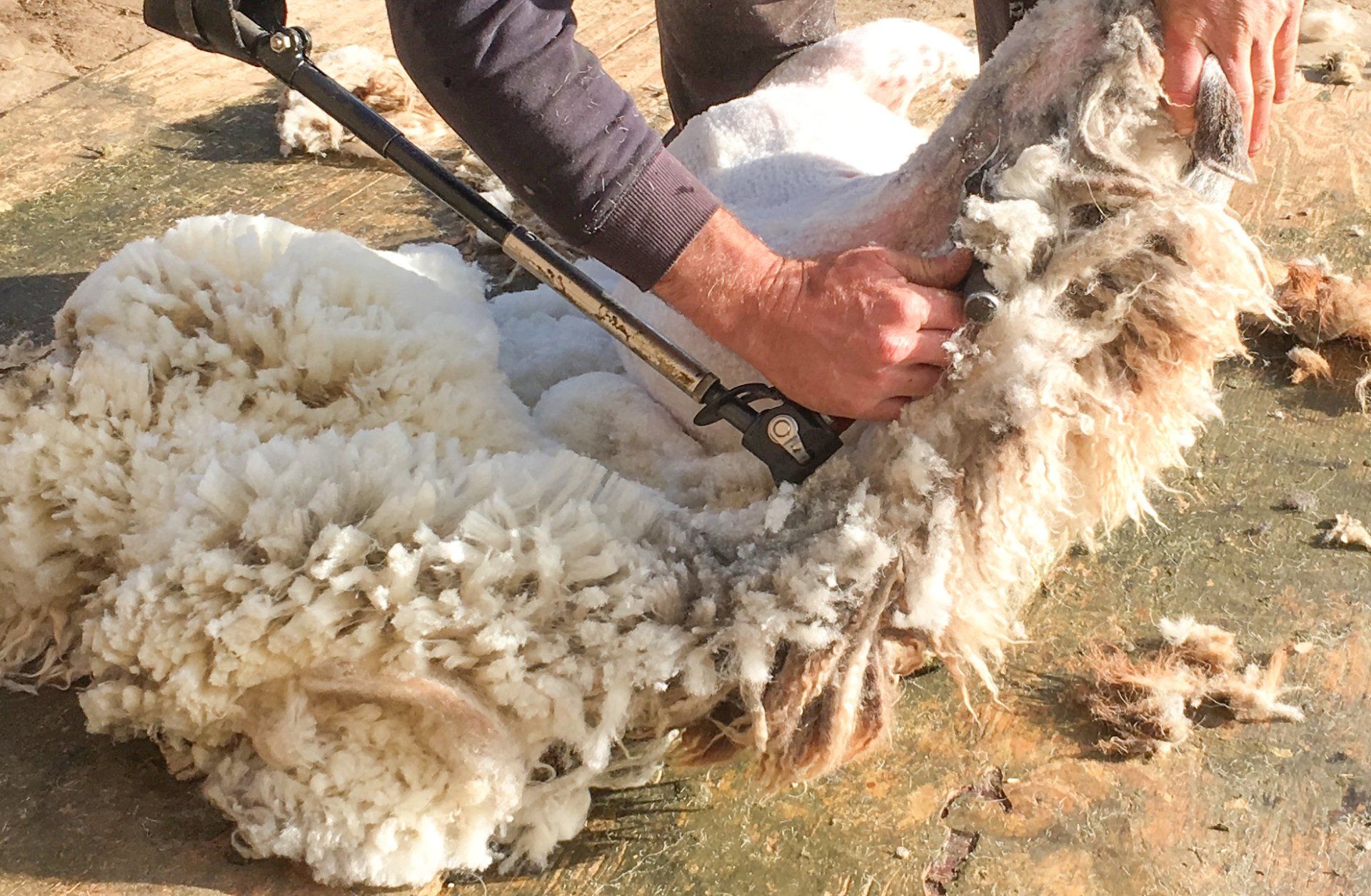 Headless Shearer Cruelty Free Felted Living Fleece Rugs made by The Living Rug Company