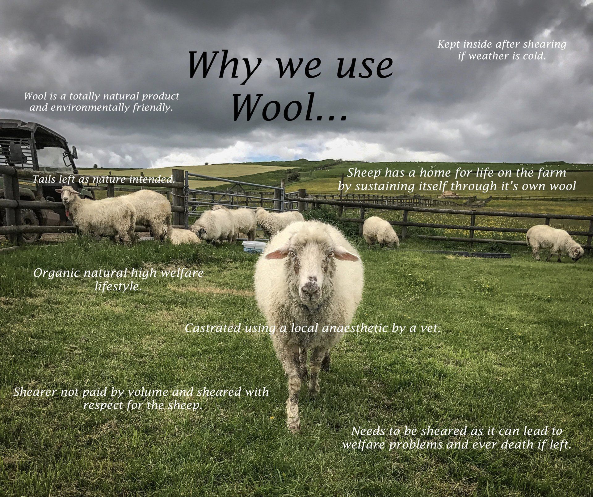 High welfare and happy sheep at The Living Rug Company