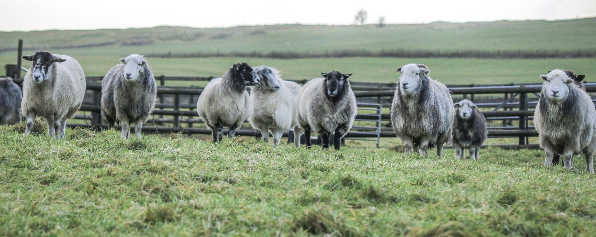 Read our lovely reviews of our handmade Living Rugs