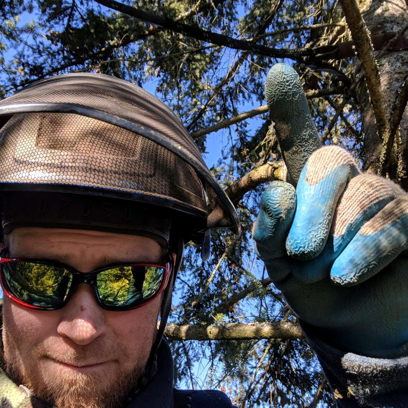 Tree cabling and bracing