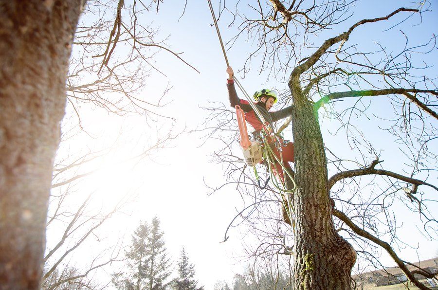Arborist man cutting a branch