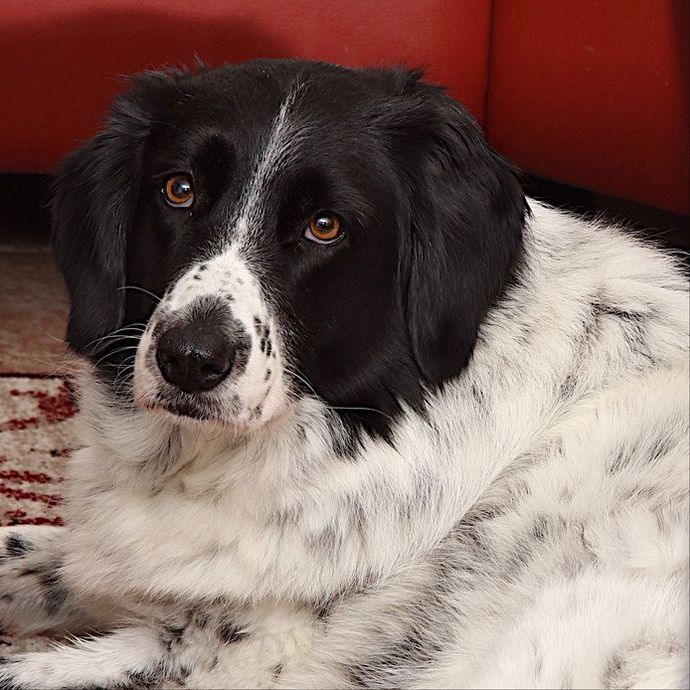 Hond Bep Na teken-vlooienmiddel Bravecto veranderde mijn hond in een gestoorde stresskip