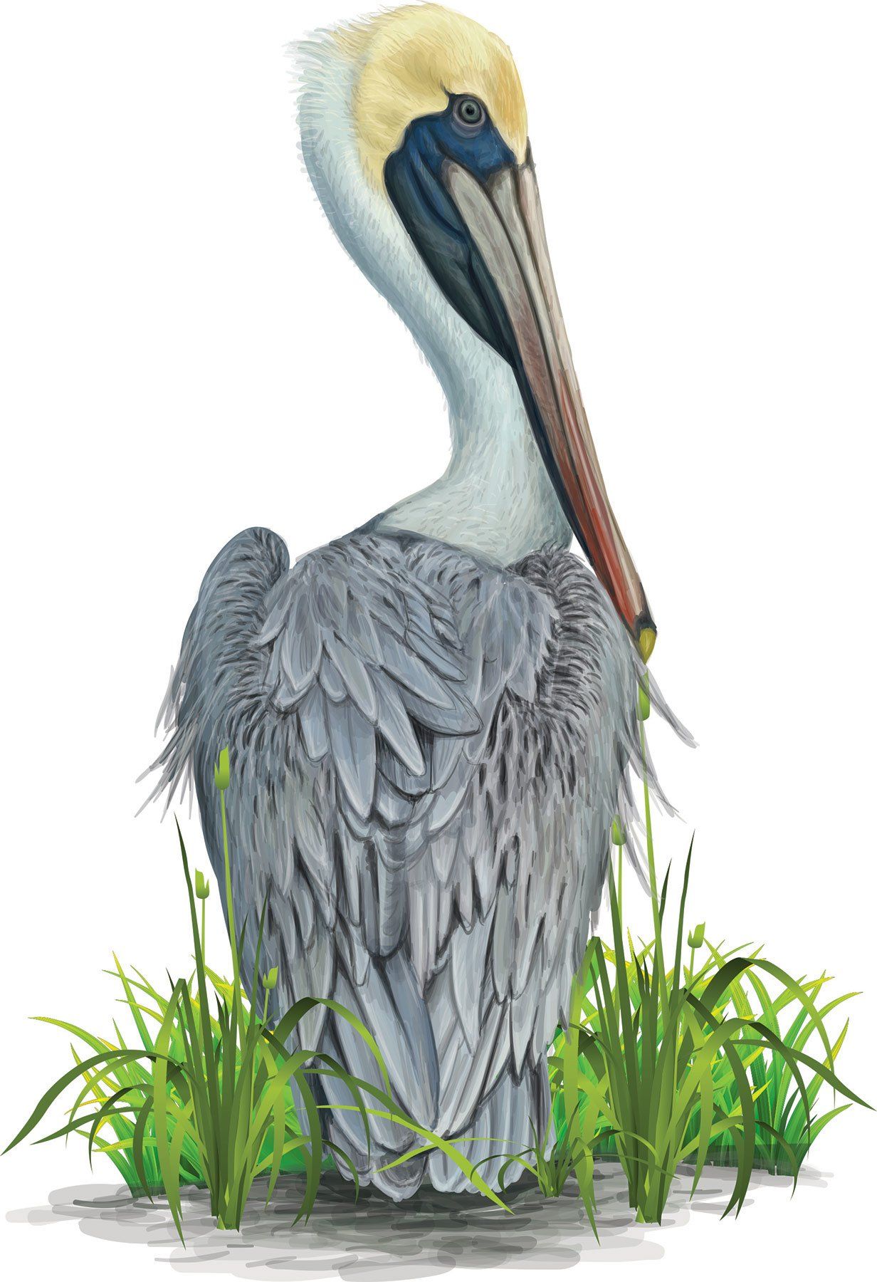 Pelican image representing Coastal Carolina Air Conditioning Pelican image representing Coastal Carolina Air Conditioning