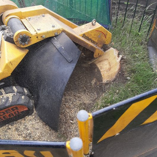Rupsfrees A stump grinder is being used to remove a tree stump
