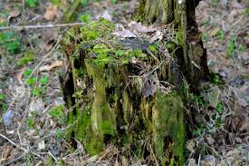 A tree stump covered in moss in the middle of a forest.