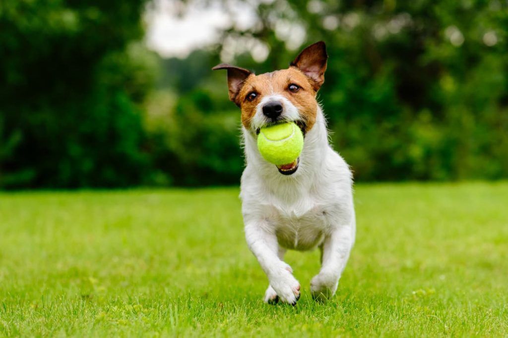 dog with ball
