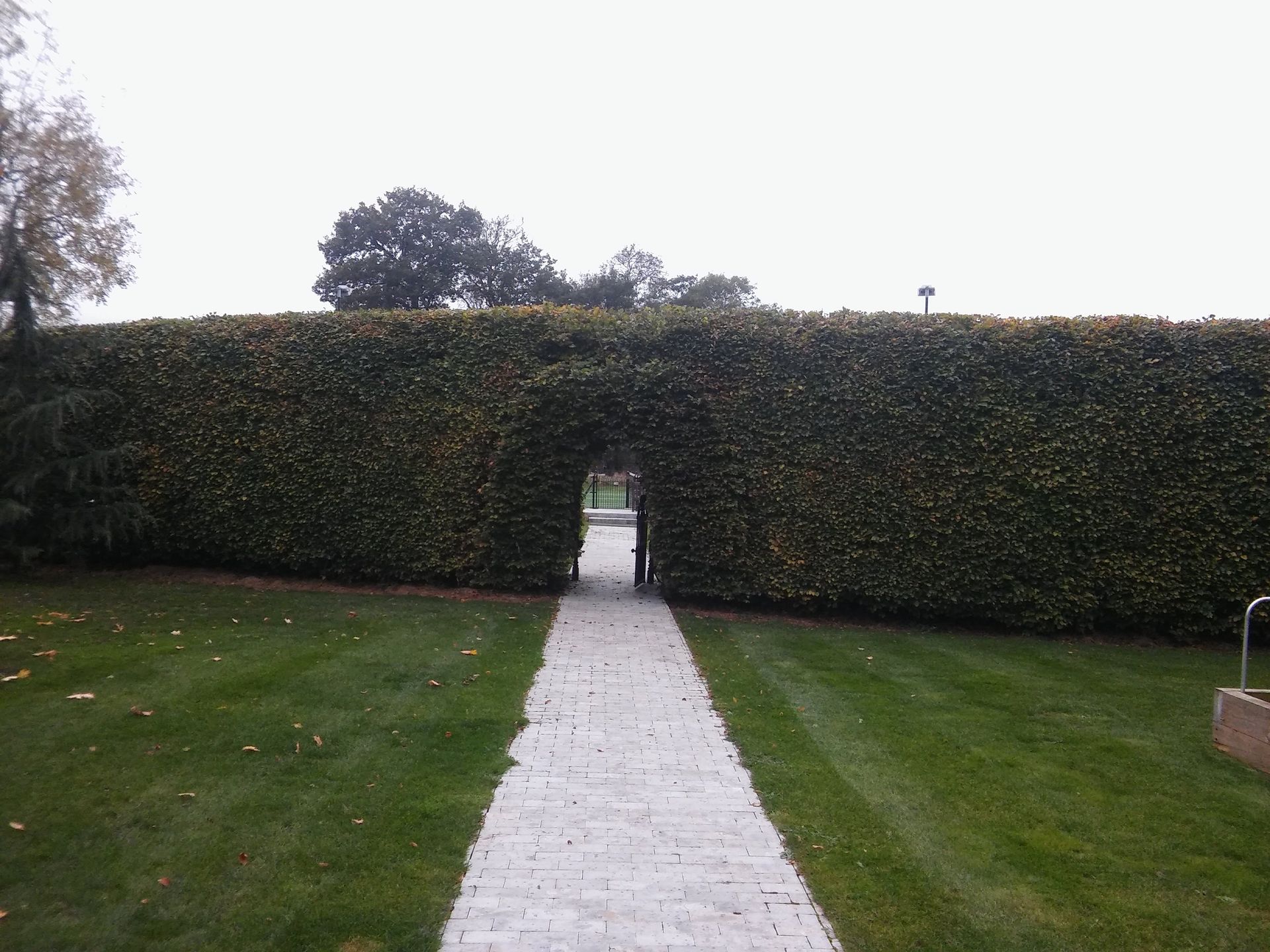 Beech Hedge