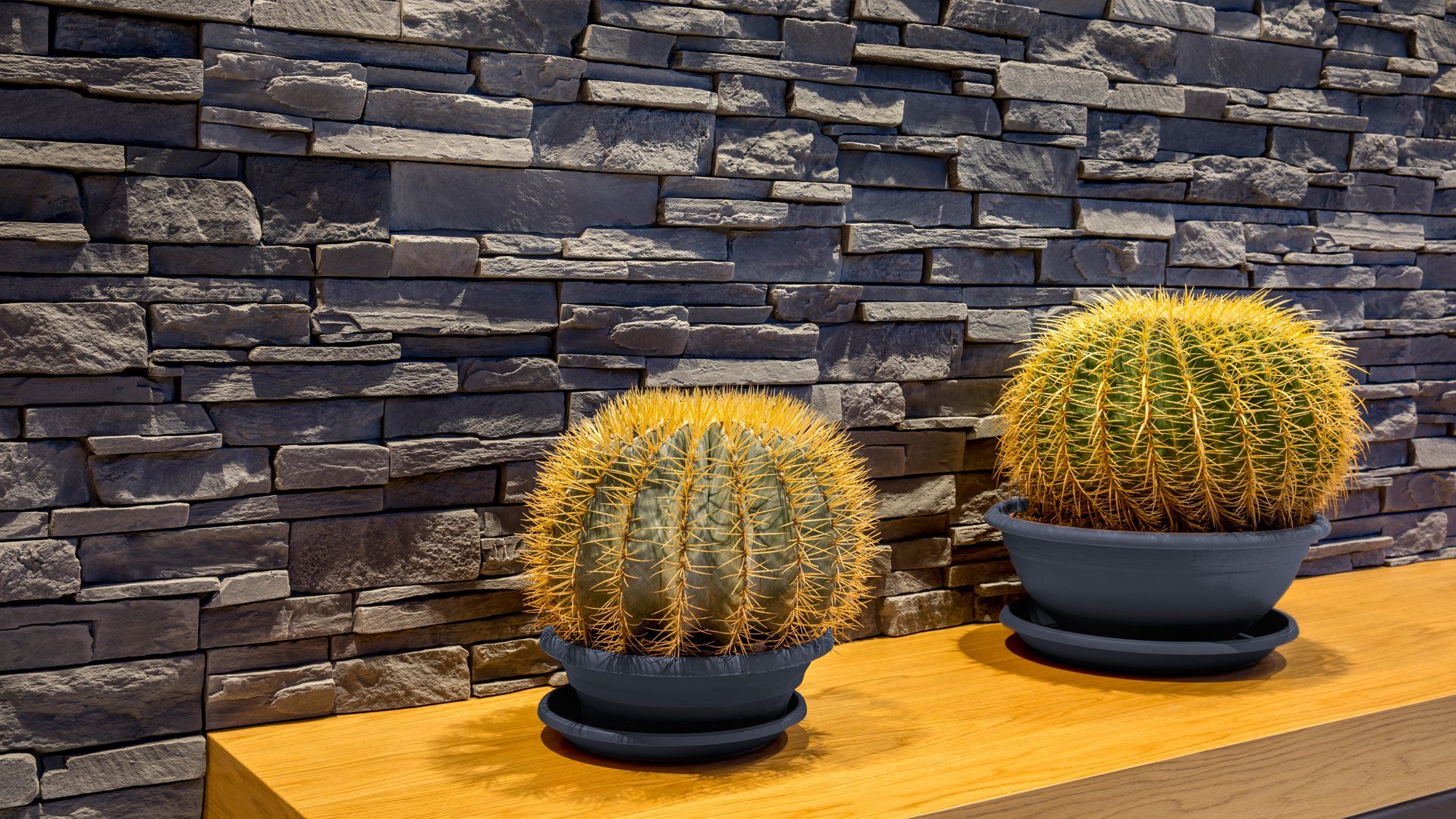 Two round cacti in dark blue pots sit on a wooden shelf against a stone wall.