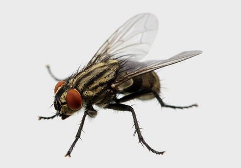 Fighting flies