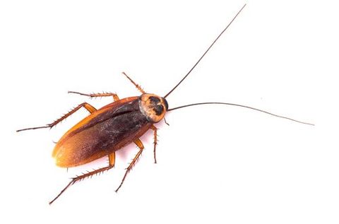 Cockroach control