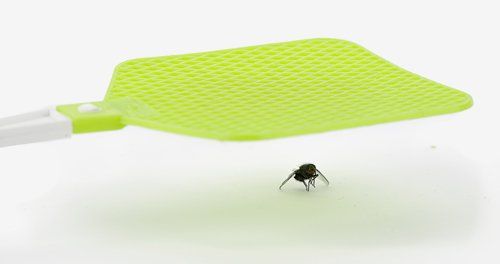 Fly control 