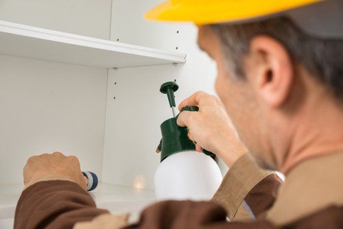 Expert providing pest control