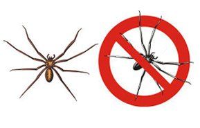 Spider control