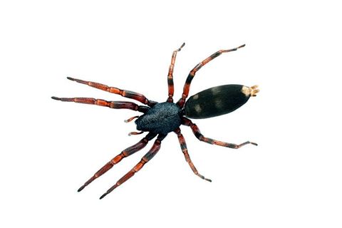 Spider control services