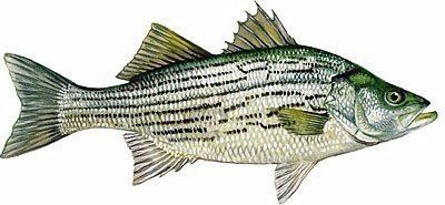Hybrid Striped Bass Photo