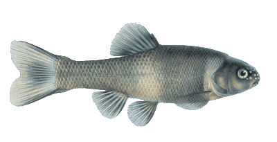 Fathead Minnows Photo