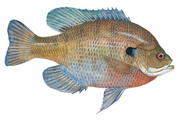 Bluegill Photo