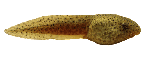 Bullfrog Tadpoles Photo